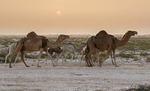 Sahara Desert outside of Nouakchott, Mauritania