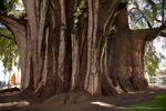The "Arbol del Tule", a Montezuma cypress. Oaxaca, Mexico