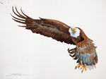 Bald Eagle Watercolor