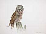 Great Gray Owl Watercolor