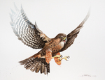 New Zealand falcon/kārearea Watercolor
