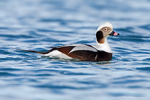 Long-Tailed Duck or Oldsquaw
