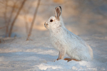 Snow-shoe Hare