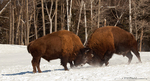 American Bison-American Buffalo fight