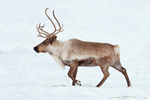 Caribou-Reindeer