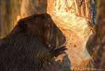 American Beaver-(Castor canadesis) at work