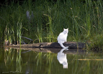 White Cat on the lake