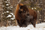 American Bison-American Buffalo