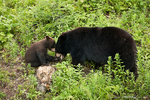 American Black Bear with Cub