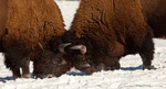 American Bison-American Buffalo fight