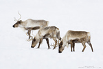 Caribous-Reindeers