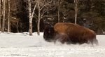 American Bison-American Buffalo