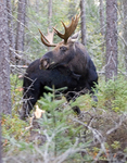 Moose charging