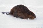 American Beaver-(Castor canadesis)