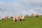 Merino sheeps