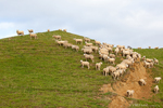 Merino sheeps