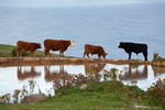 Cows in Nugget point, South island New  Zealand