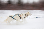 Slidedogs in Alaska