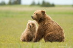 Grizzly Bear with Cub