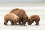 Grizzly Bear With Cubs