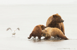 Grizzly Bear with Cubs