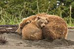 Grizzly Bear with Cub