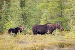 Moose and Cub