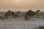 Sahara desert Camels