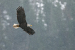 Bald Eagle-0681
