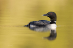 Common Loon-474