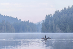 Common Loon at the Sunrise-695
