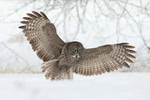 Great Grey Owl-072