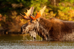 Moose-003