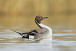 Northern Pintail-035
