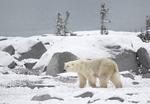 Polar Bear-038
