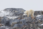 Polar Bear-091