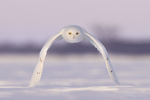 Snowy Owl-001