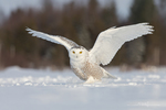Snowy Owl-0463