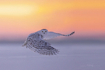 Snowy Owl-595