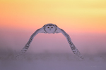 Snowy Owl-736