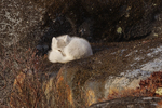 Arctic Fox-365closeup