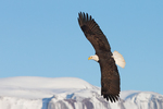 Bald Eagle-0448
