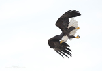 Bald Eagle-4791