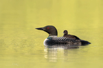 Common Loon with baby-651