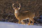 White-tailed Deer