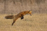 Red Fox-0225