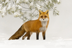Red Fox-8302