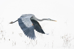 Great Blue Heron-294