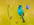 Indigo Bunting
