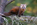Pine Marten